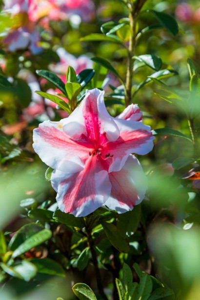 Рододендрон Starburst уход